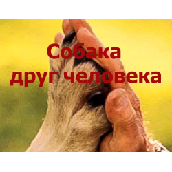 Прими участие со своим четвероногим другом.
20 марта на базе СК 